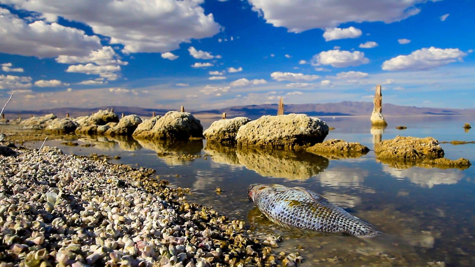 Documentaries focus on Salton Sea, California drought
