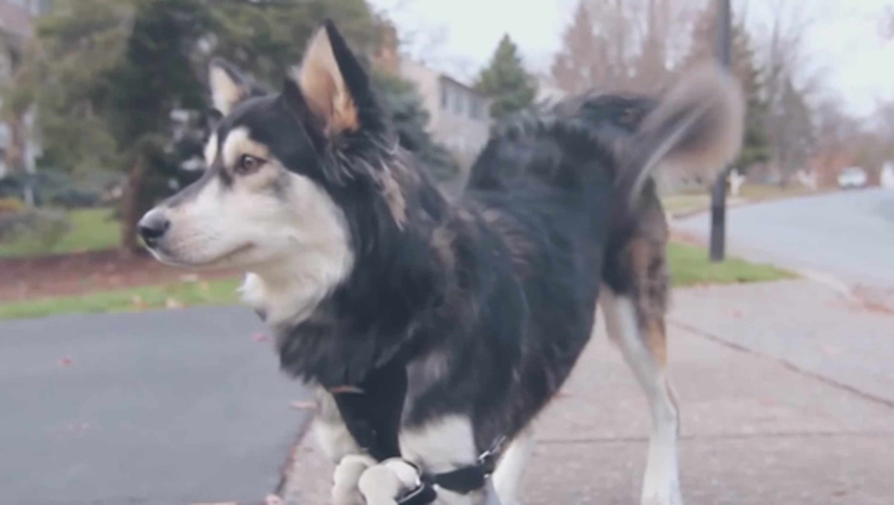 Derby the dog runs miles with 3D printed prosthetics