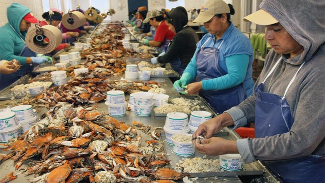 In this file photo, workers under the H-2B visa program picks crabs. Maryland is facing a shortage after a high demand of requests was not met.