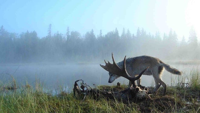 A wolf stands over a moose carcass on Isle Royale.