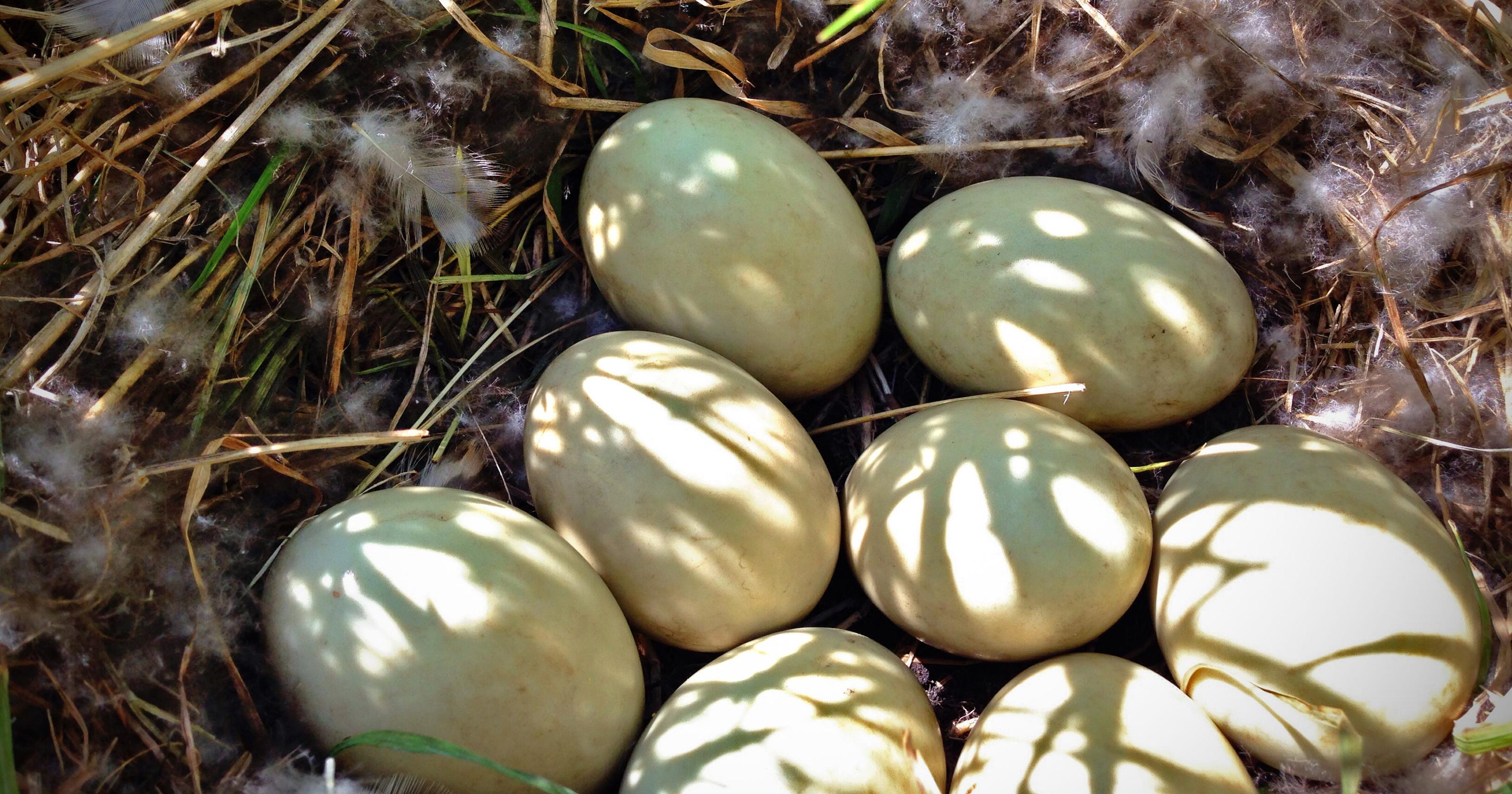 Almanac: Mallard duck eggs
