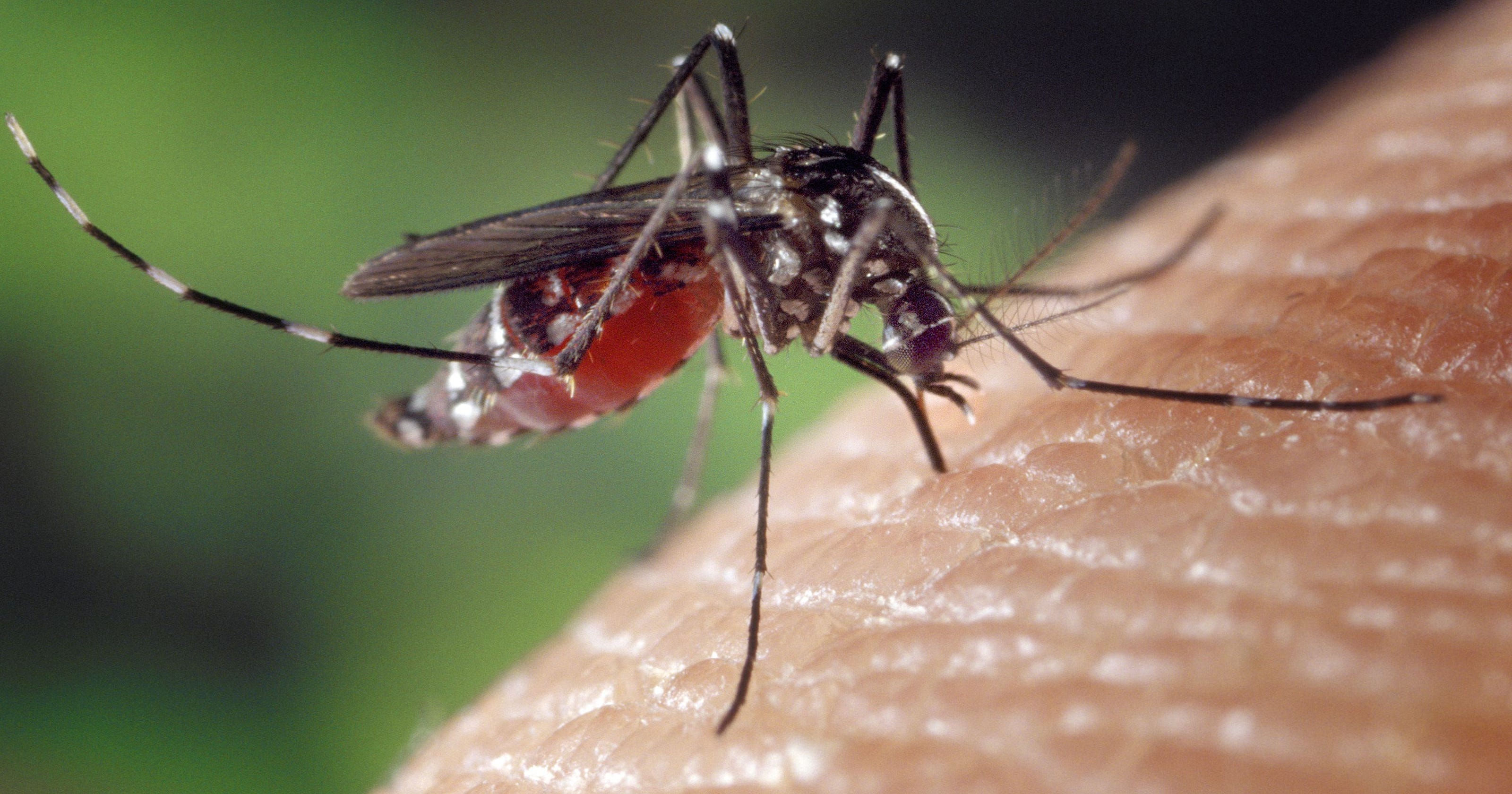 81 cases of mosquito virus now tallied in Florida
