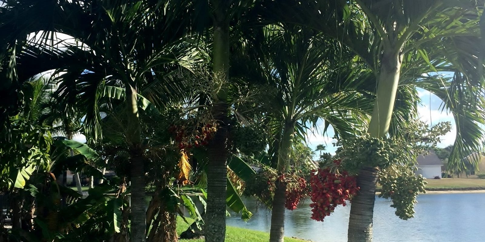 Using Small Palm Trees To Create A Tropical Paradise