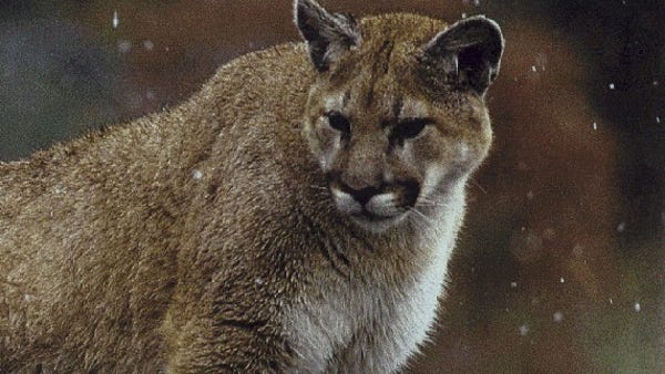 A mountain lion east of Wellington was shot and...