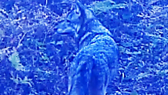 This screen-grab from a trail cam video was the only wolf seen on Isle Royale in the summer of 2017 by Michigan Technological University researchers. An inbred pair of wolves were the last known to inhabit the island in Lake Superior the last two years, but that number may be down to one.