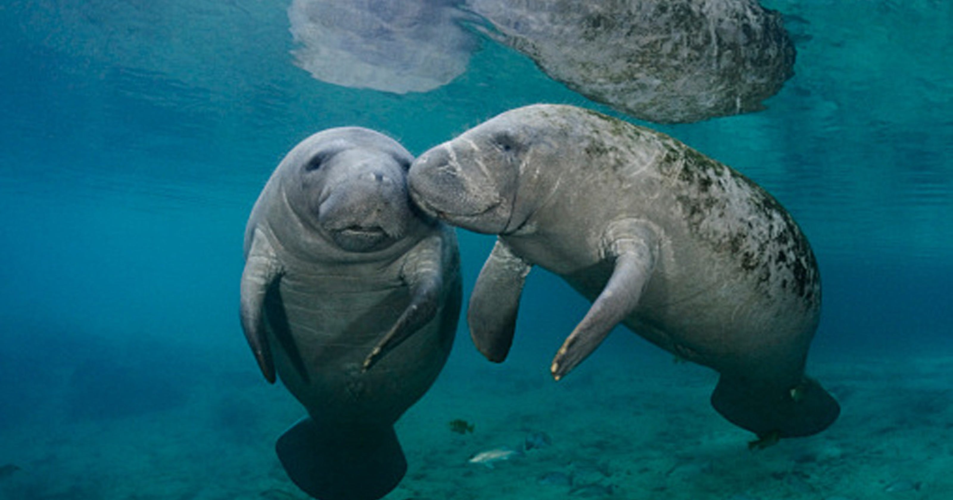 Manatees are no longer endangered, but we still have more work to do