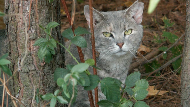 Feral cats are content to live outdoors, but their high numbers can create nuisance behaviors such as yowling, roaming and fighting. They also can have an negative impact on the bird population. Trap-Neuter-Return programs work to end such behaviors and stabilize the cat populations.