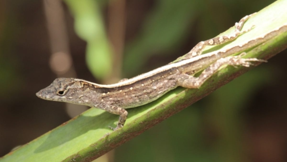Wild About Texas Brown Anole Got To Texas As Fast As It Could
