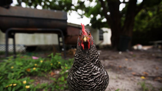 A chicken stares down a photographer at a Suncoast Estates home on Tuesday. The property owner was cited by Lee County Code Enforcement for having backyard chickens where they are not allowed. The owner of the chickens, Alicia Garretson feeds her family with the eggs and meat and sells the rest. She plans on getting rid of the rest of her chickens and moving out of state.  
