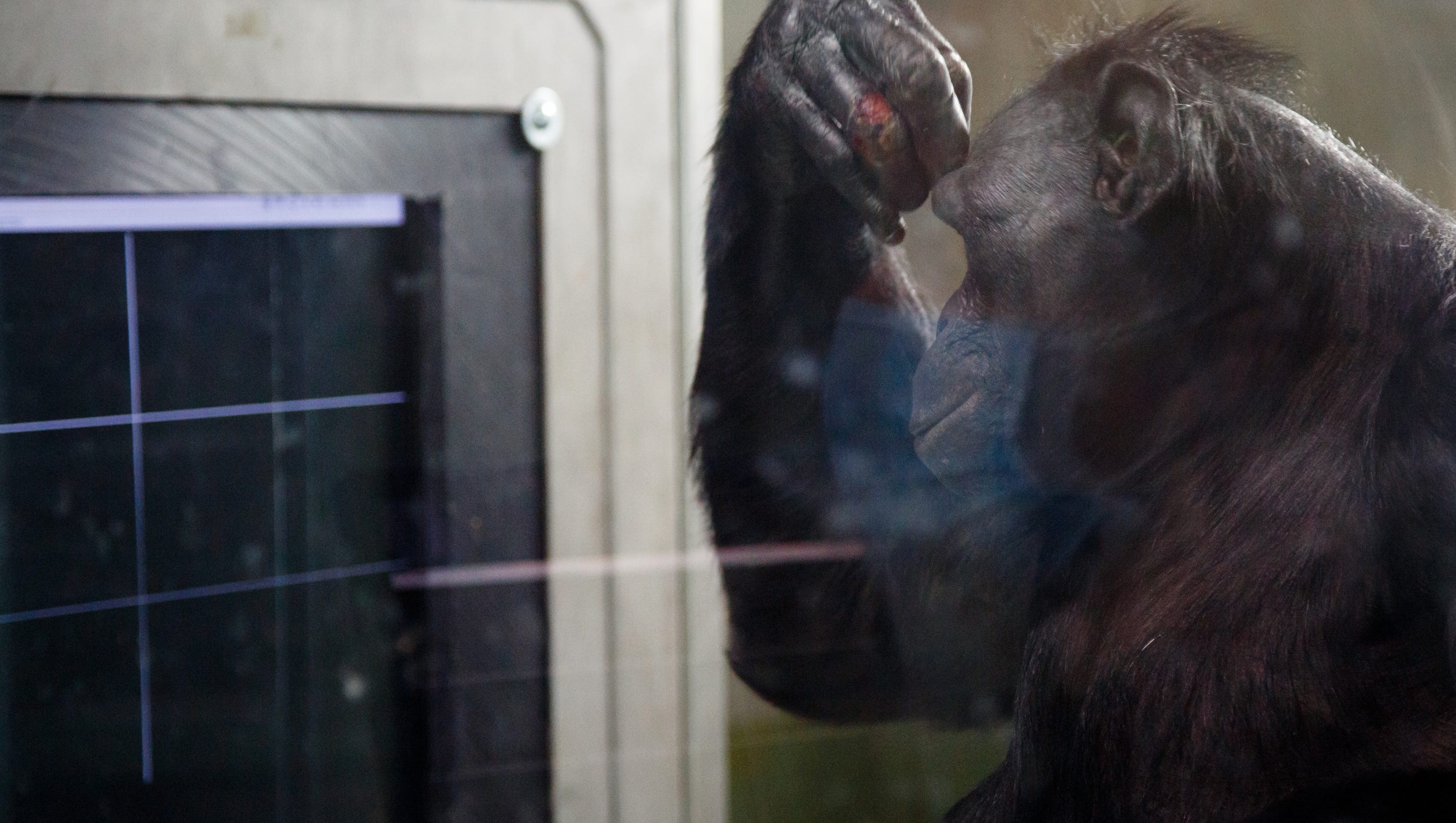 Kanzi, the world's most famous bonobo, turns 40 Kanzi, the world's most famous bonobo, turns 40