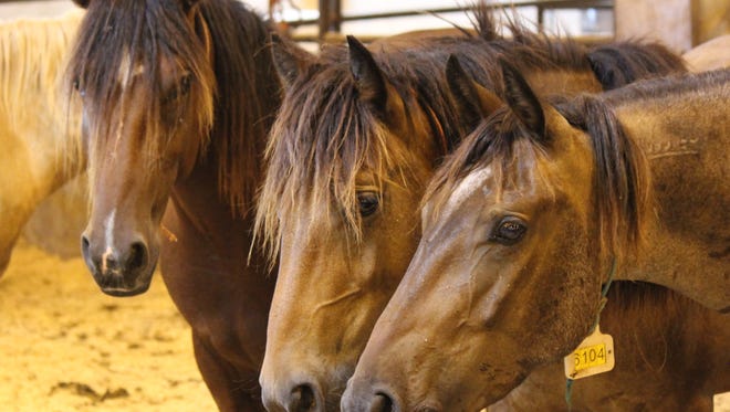 Three wild mustangs rounded up by the Bureau of Land Management were put up for adoption.