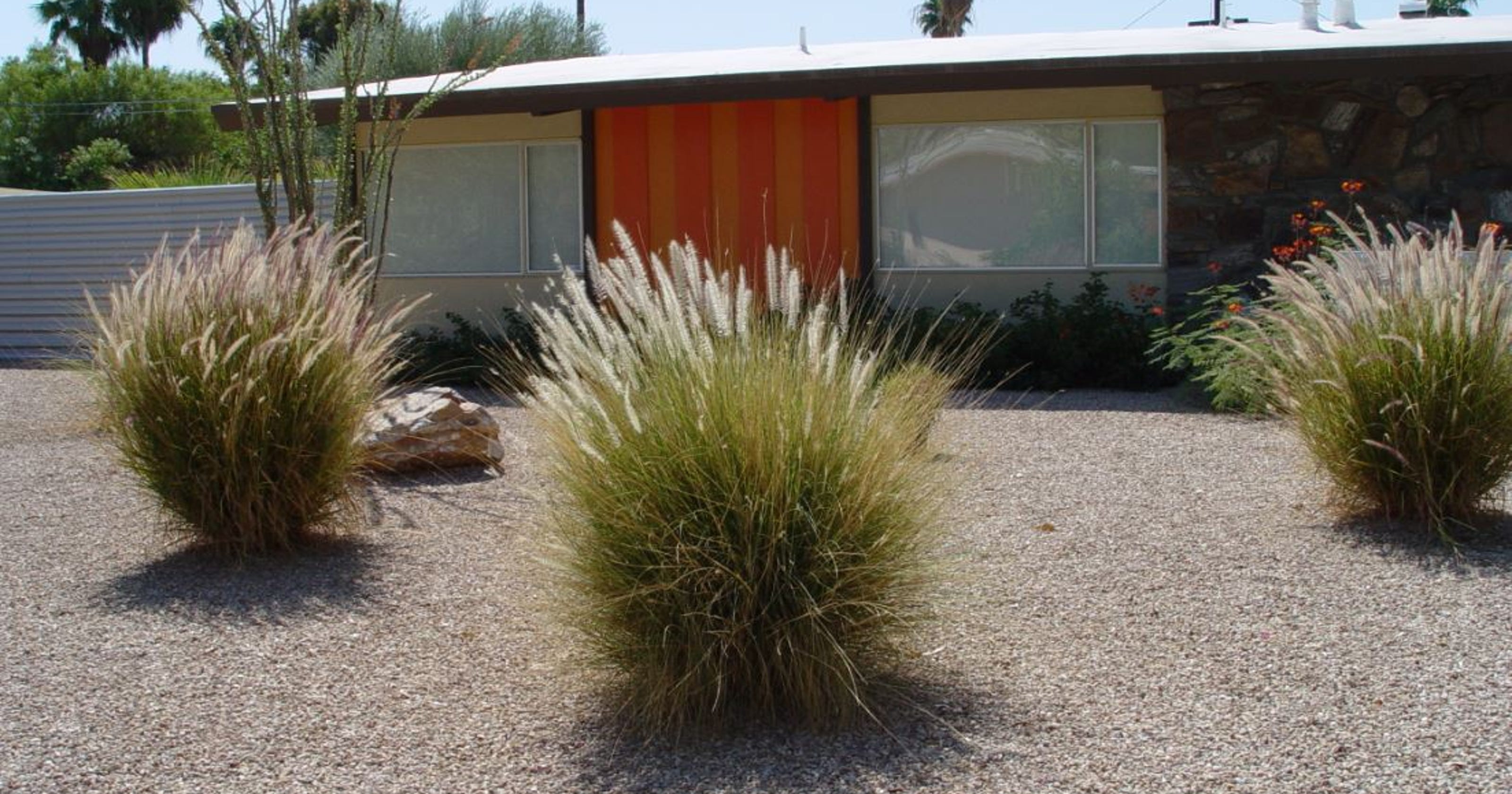 Consider These Grasses Now For Fall In Palm Springs Area