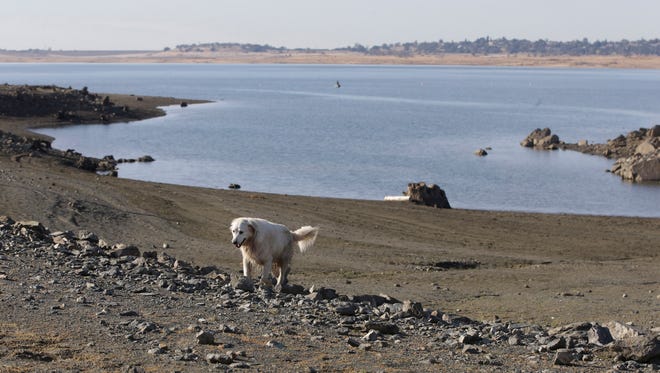 In this file photo taken Monday Nov. 17, 2014,  a dog walks along the receding shoreline of drought stricken Folsom Lake near Folsom, Calif.