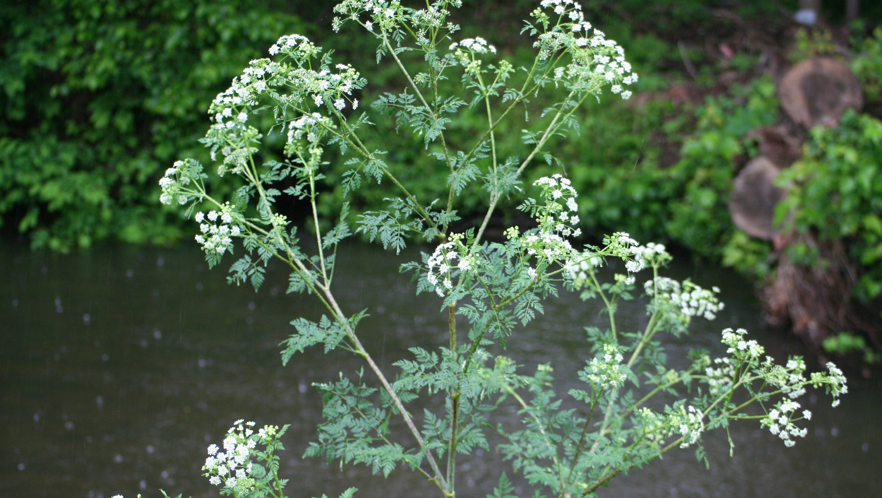 Lawn and garden: On poison hemlock, beekeeping and compost