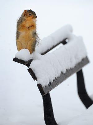 This little squirrel found a high spot to stand and look for some food in snow following the Tuesday morning snowfall in University Park downtown Indianapolis. Matt Kryger / The Star