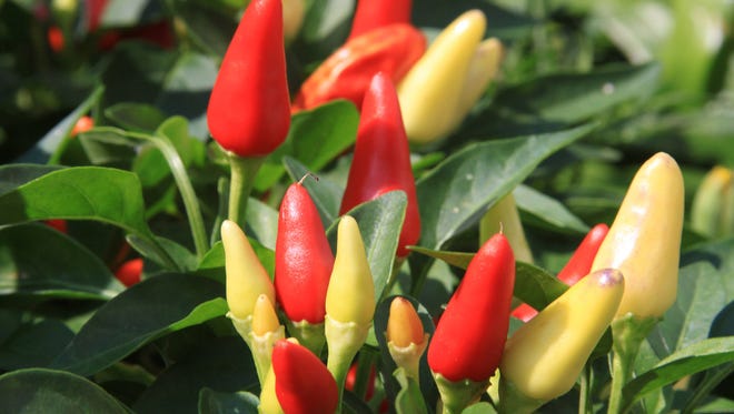 Master Gardening All About Peppers