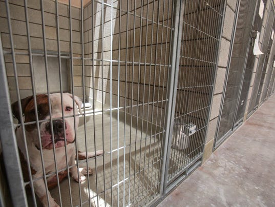 Hundreds of desert shelter animals find new homes