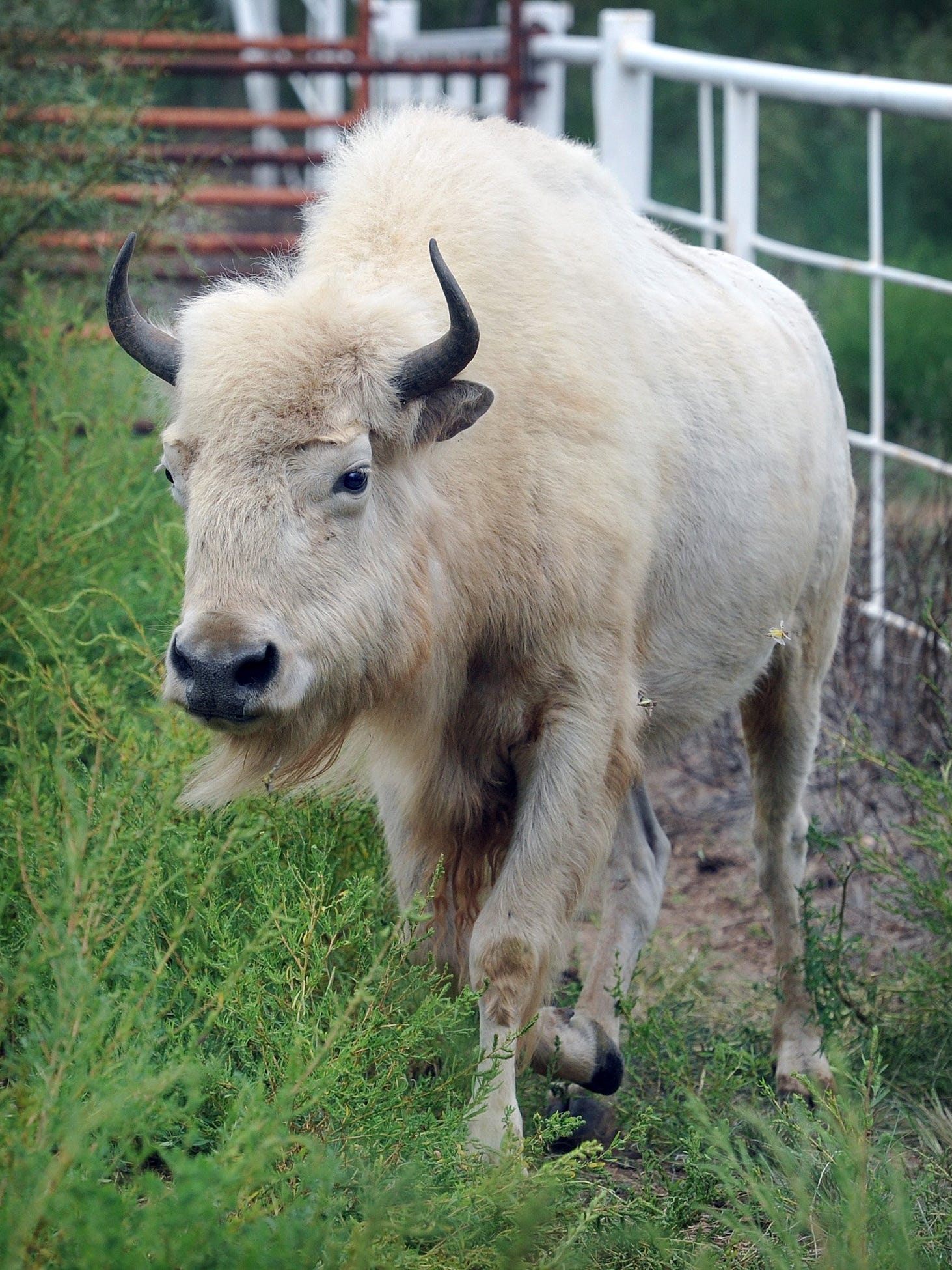 White buffalo finds herd and home on rancher’s range