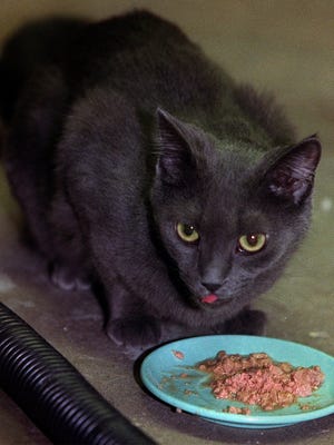SAFEr13, 5of many, rac, An abandoned grey kitten enjoys some food while getting respite care at Hope Safehouse, a no-kill animal shelter in Racine, on Tuesday, February 8, 2000.