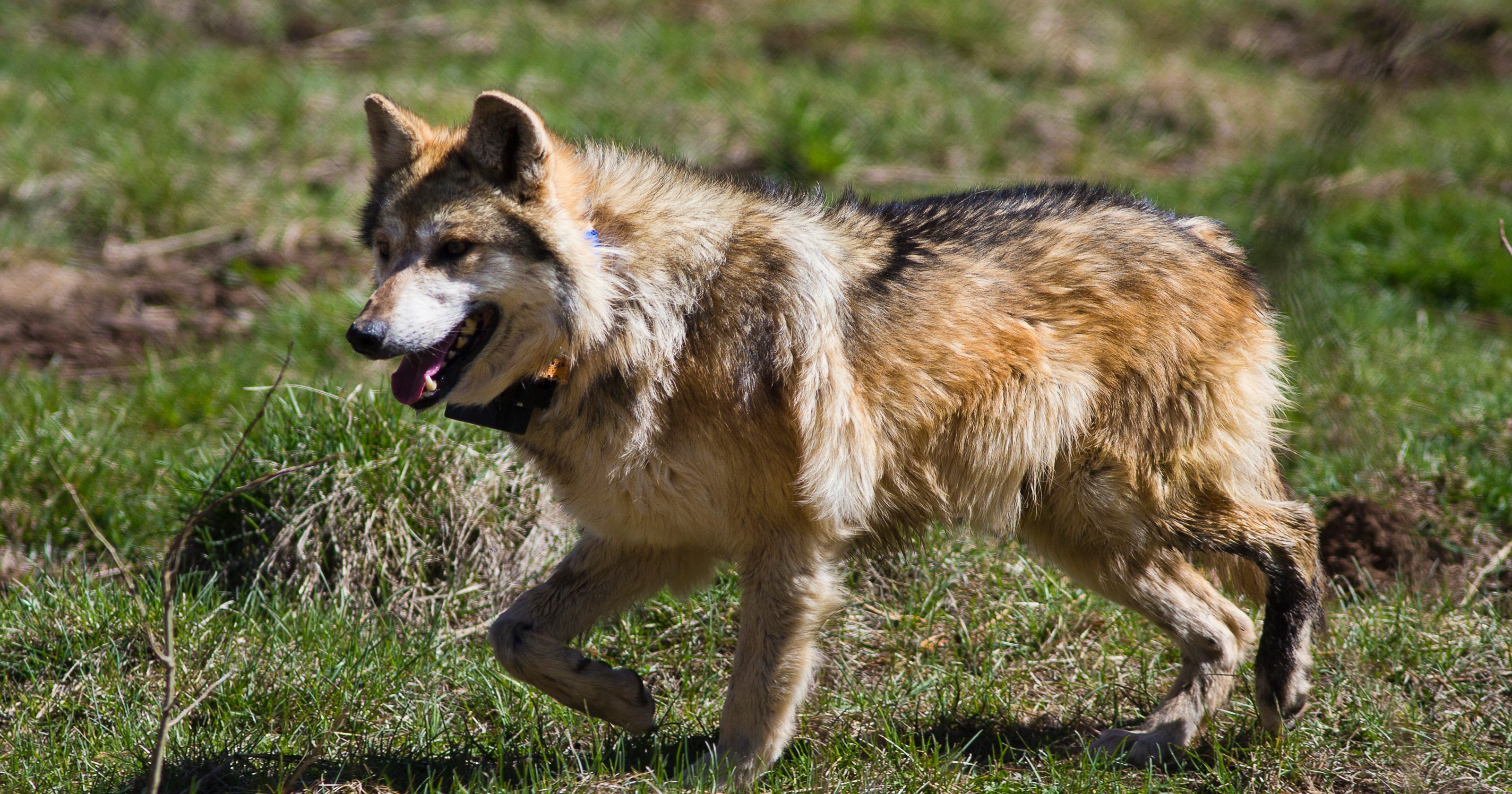 What if there were no Mexican gray wolves in Arizona?