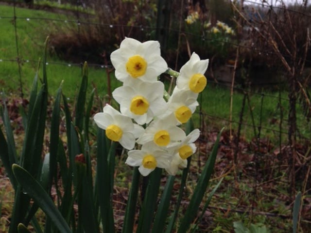 Daffodils Narcissus What S The Difference