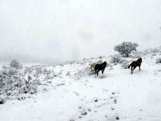 horses-running-in-snow