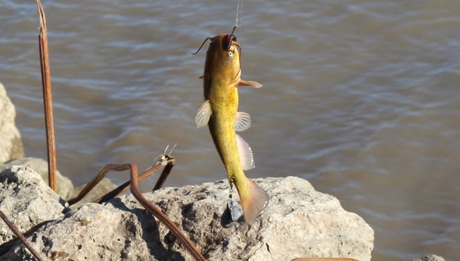No ice... no problem! Jim Krotzer caught this catfish thanks to the nice, albeit unusual, warm February weather.