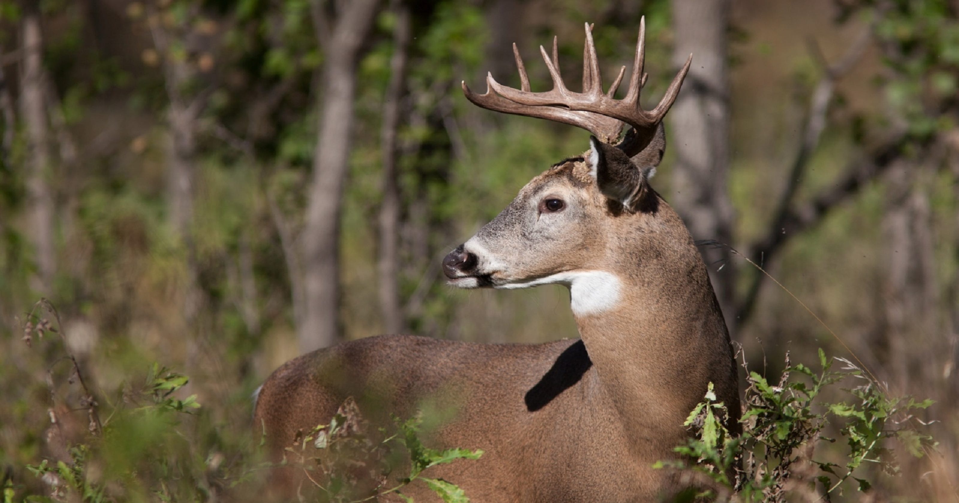 The NC Wildlife Commission seeks comment on Cold Mountain Game Land plan