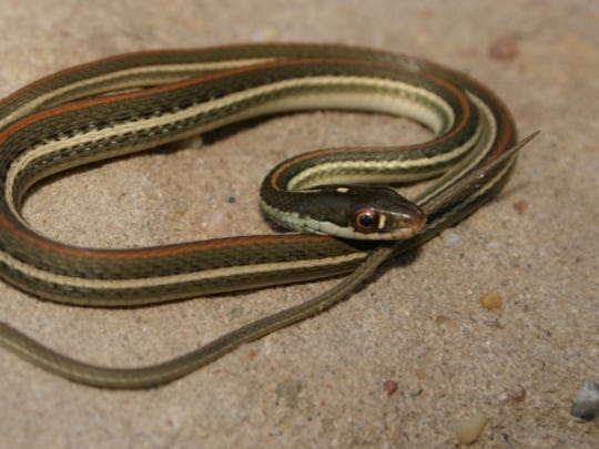 Wild About Texas Arid Land Ribbonsnake Actually Found Near Water