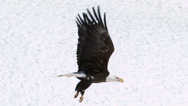 Saturday marked two months to the day that Martin Tyner rescued the bird in the agricultural areas west of Cedar City after some residents told him they had seen a sick bald eagle.