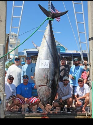 This bluefin tuna caught by Rick Whitley of Florida off the coast of Destin weighed 827 pounds.