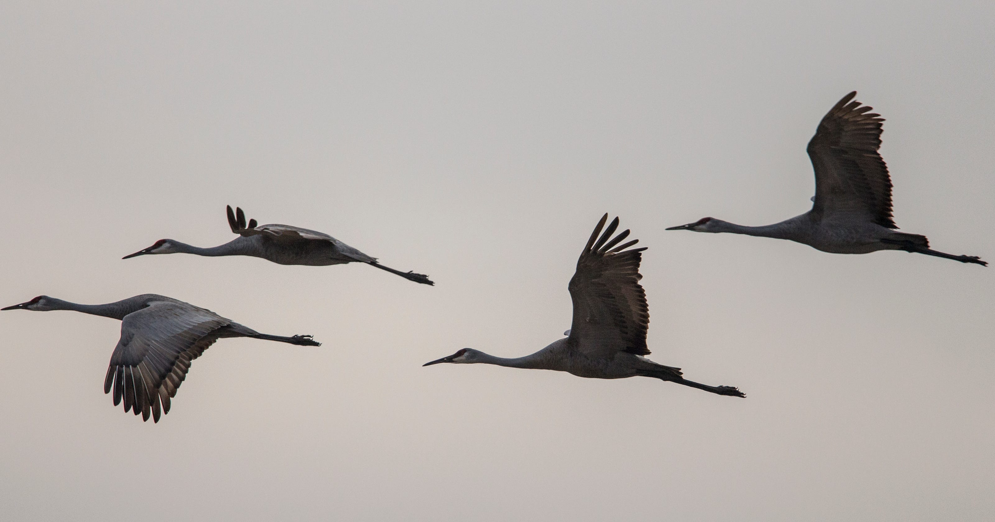 Kentucky Wildlife Officials Want Longer Sandhill Crane