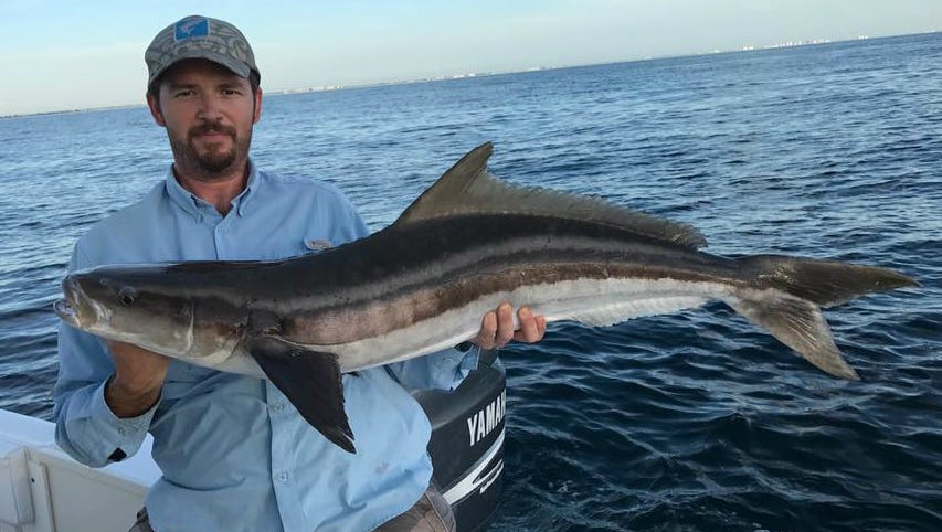 Outdoors: Cobia, the real 'chicken of the sea'