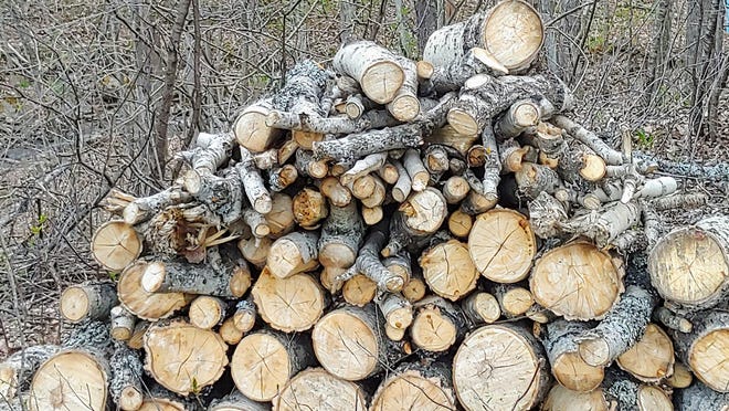 "Wood heats you up three times; when you drop the trees, when you cut it up, and when you burn it," goes the old phrase.