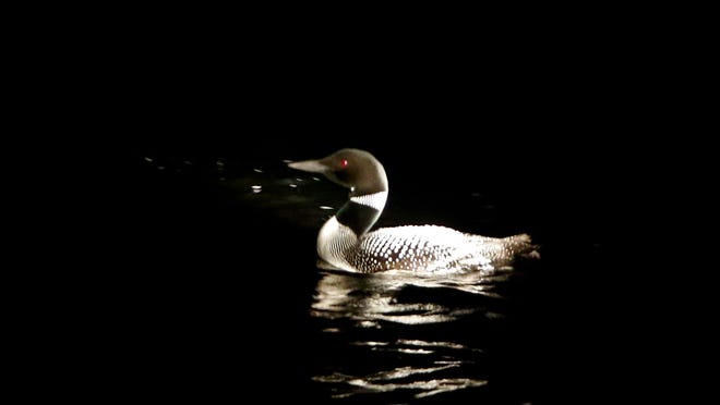 A spotlight from the research boat highlights one of two adult loons before capture.