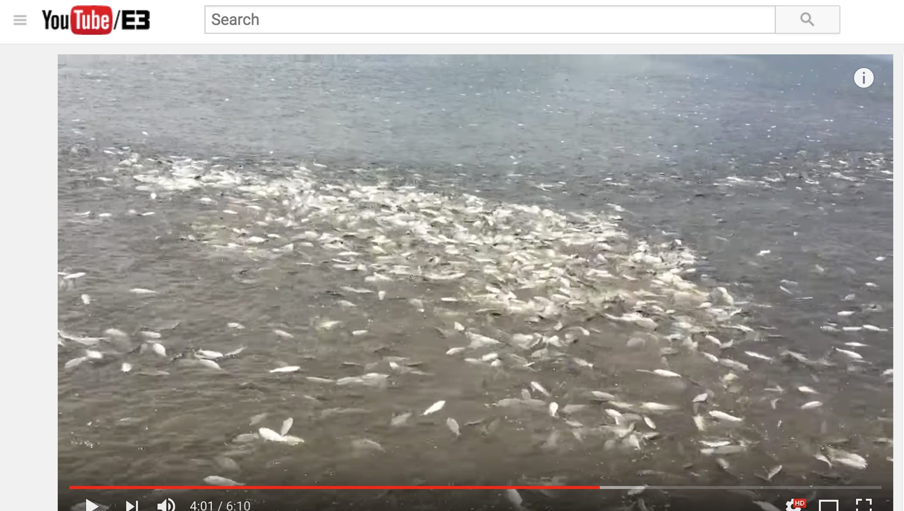 Video shows thousands of dead fish wash up on river bank in Matagorda, Texas
