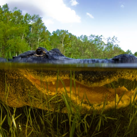 An American alligator, alligator mississipiensis,...