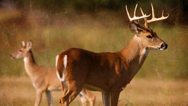 Hunting license alabama Hunting license alabama