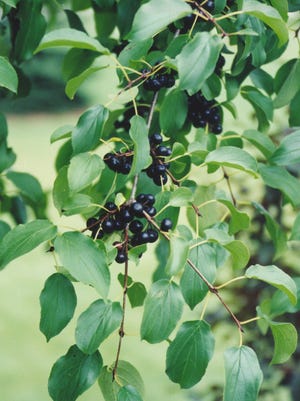 Common buckthorn is a particularly troublesome invasive species: It outcompetes local vegetation, impeding tree growth and keeping sunlight from small plants.