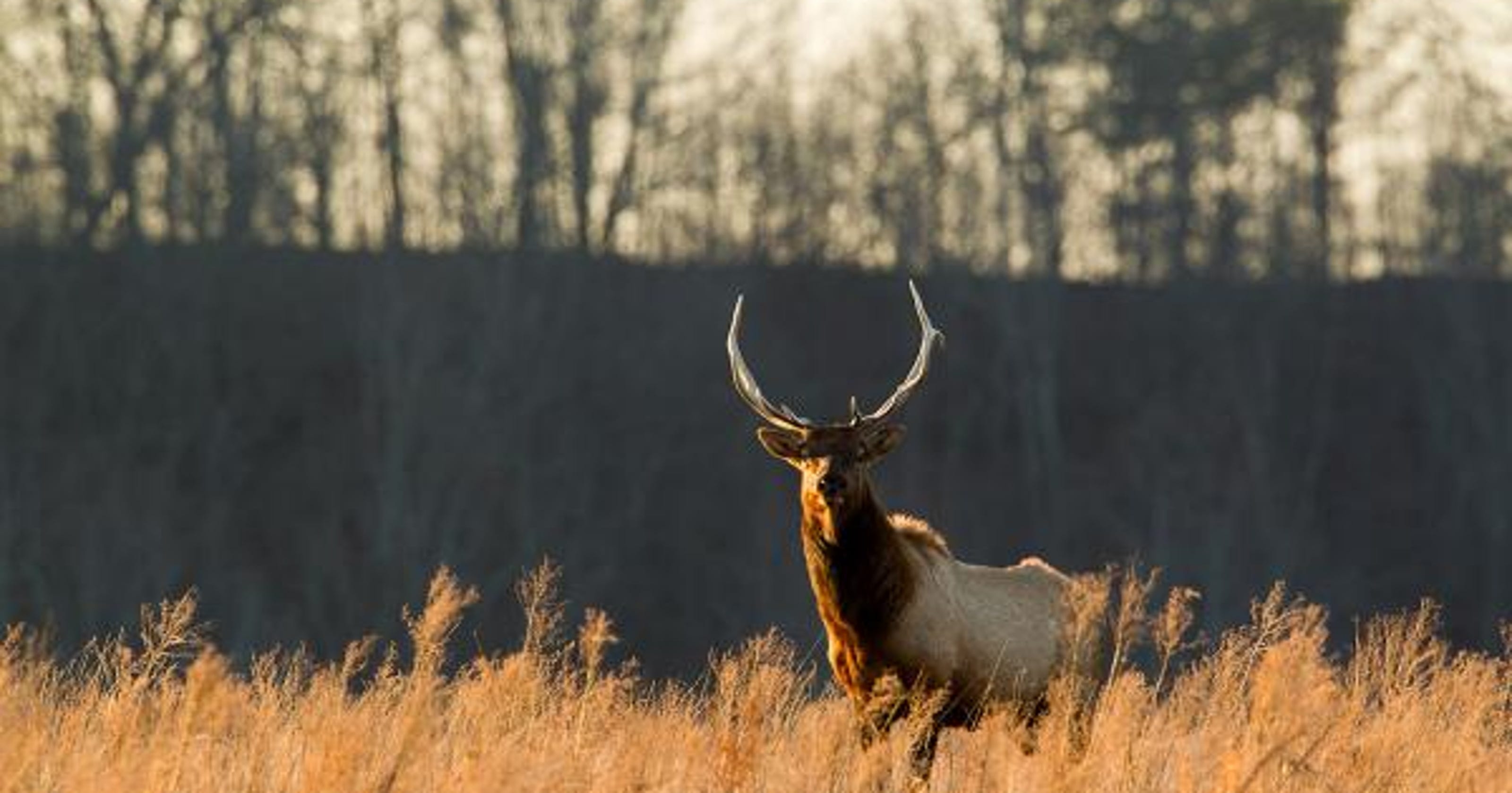 Haunting sound of bugling elk echoes across Peck Ranch