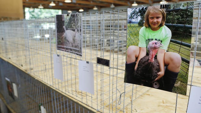 Photographs, including this one of Jaidyn Winstead and her turkey, are clipped to empty cages that are normally full of roosters, chickens and other fowl inside the poultry barn at the Tippecanoe County 4-H Fair Tuesday, July 21, 2015, in Lafayette. Poultry has been banned at county fairs this year due to the danger of spreading avian flu.
