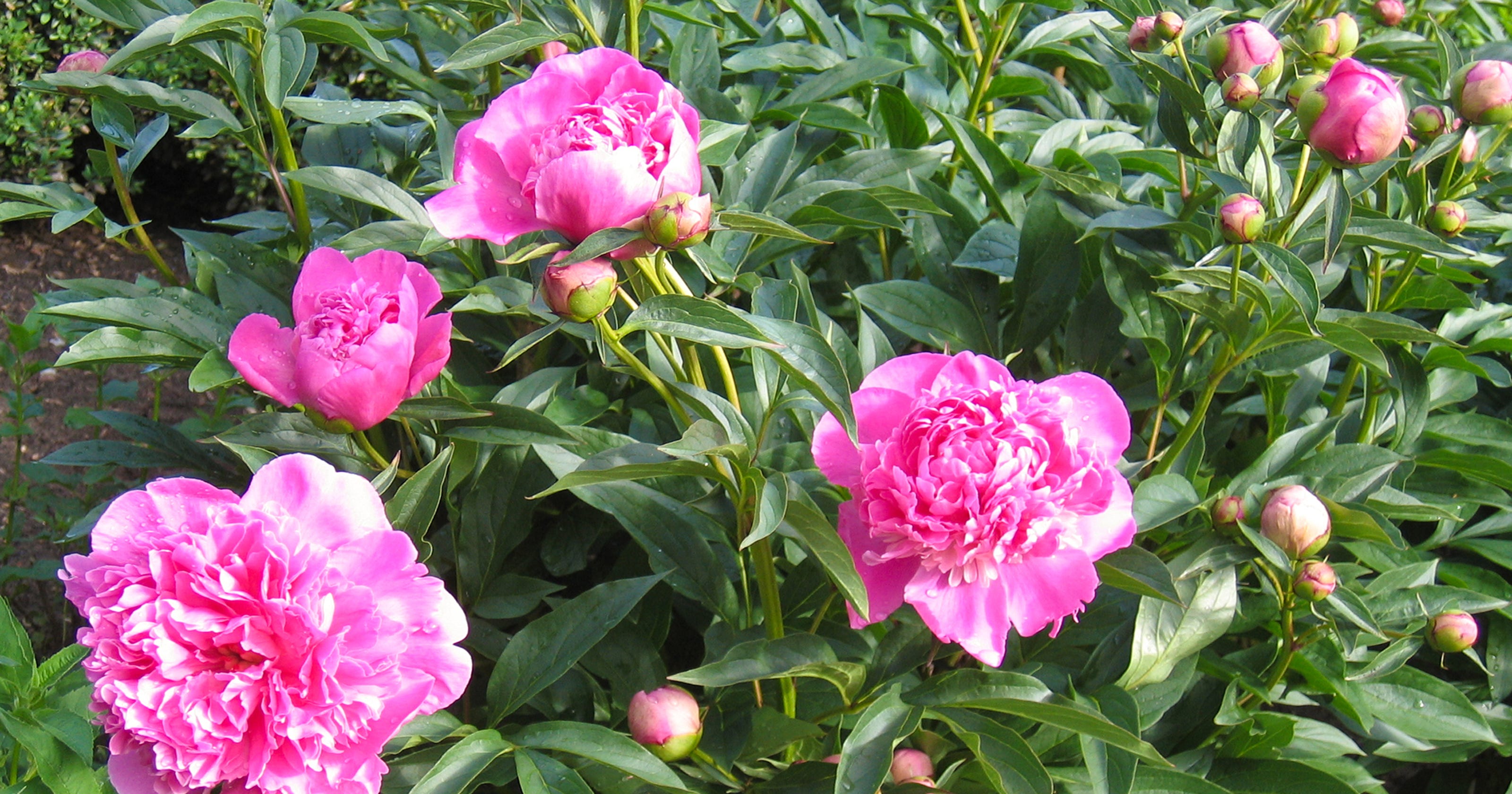 Caring for peonies in fall