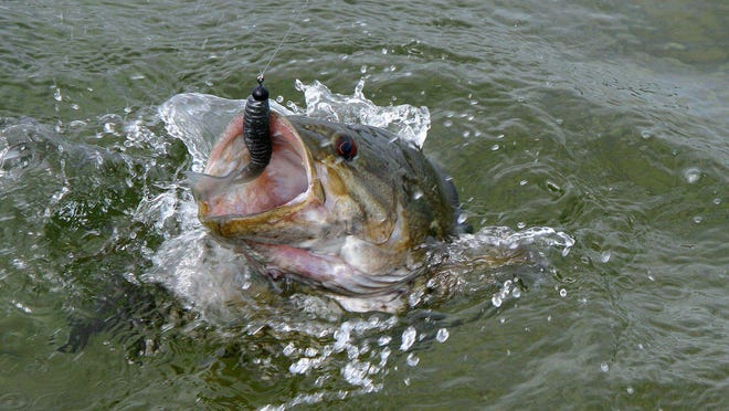 A smallmouth bass jumps on the end of an angler's line with a jig rig. Jig rigs will allow fishermen to fish deeper and avoid warm spots of water.