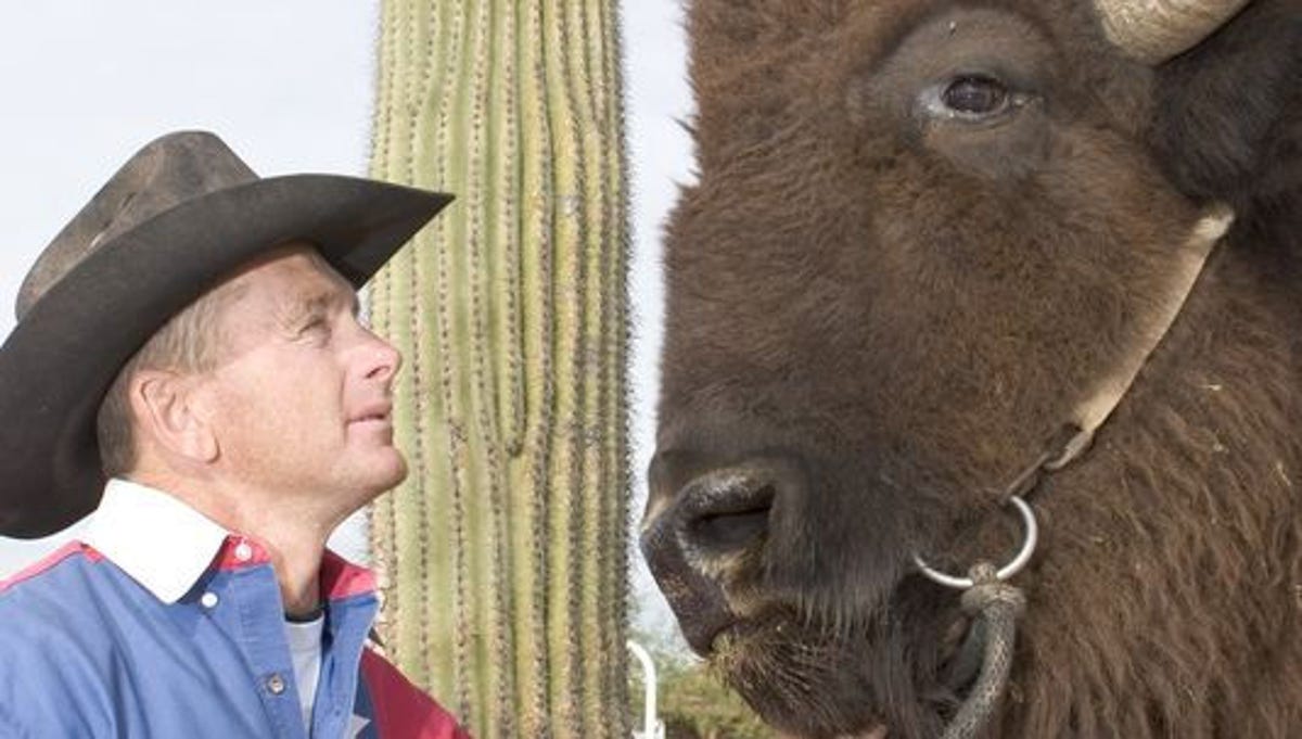 The Eighth The story of Harvey Wallbanger, the racing buffalo