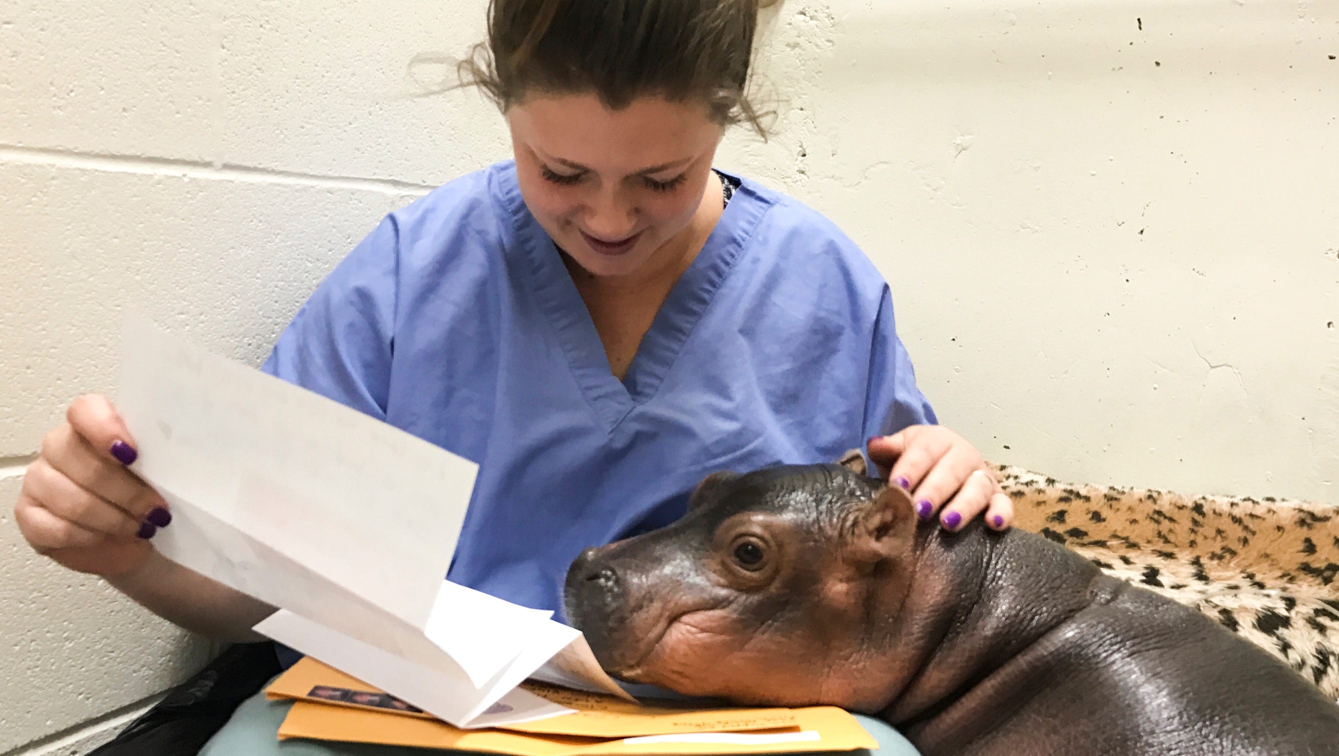 Jenna Wingate, Africa Keeper at the Cincinnati Zoo & Botanical Garden, reads Fiona her fan mail. 