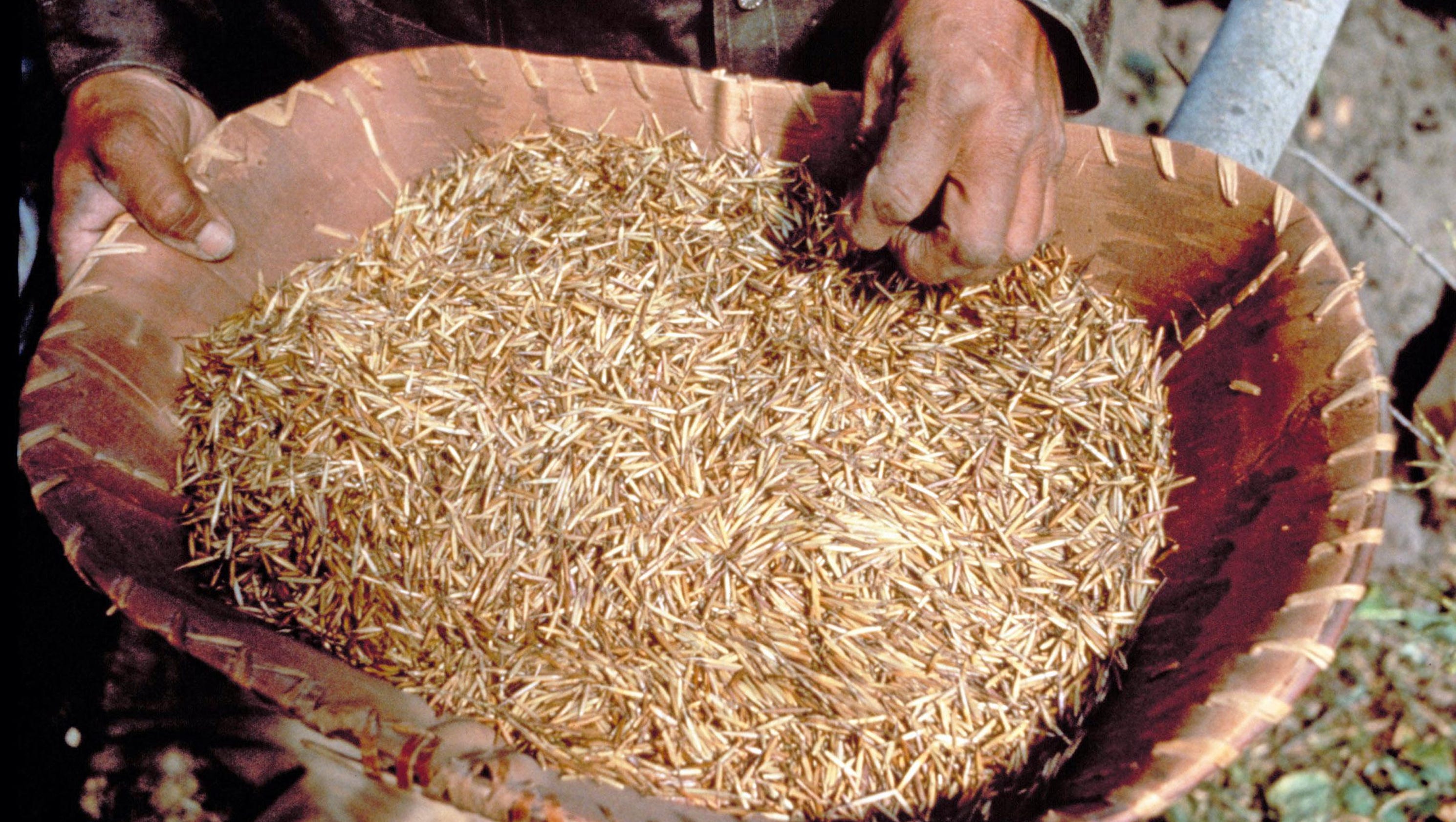 Finding wild rice is just the start of harvest process