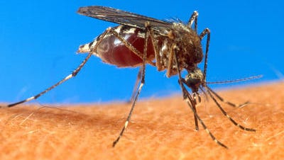 State officials say the number of Florida travelers who contracted the mosquito-borne chikungunya virus has risen to 81.
