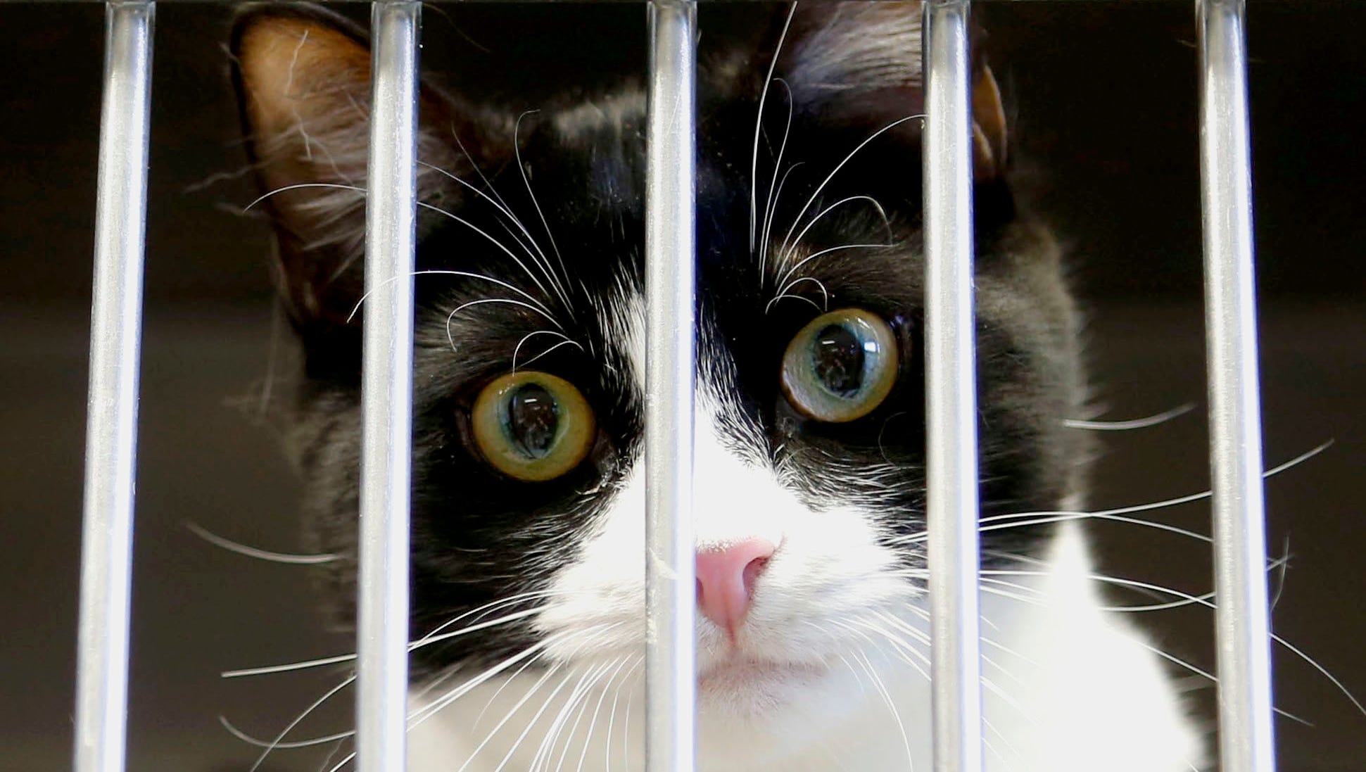 roselette hi tor animal shelter