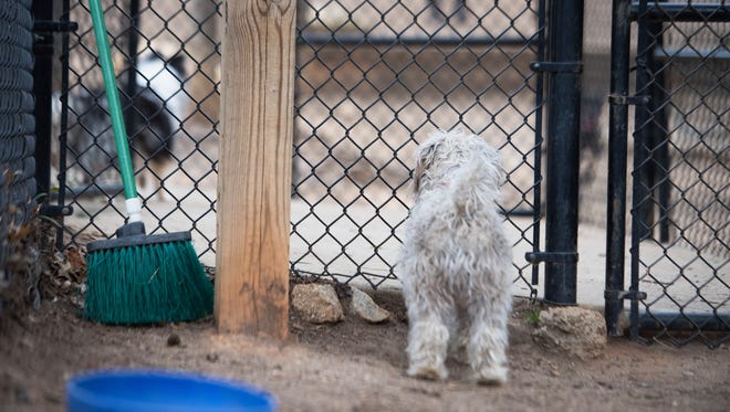 Rosco, a schitzu poodle mix, waits for another dog to enter the dog park near the Pavilion Recreation Complex in Taylors on Monday, February 27, 2017. 