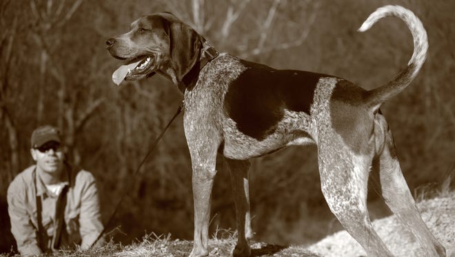 Hunting dogs, such as this bluetick coonhound, don't know how to unload a shotgun. They do know how to jump up and down, excited about doing a job they love.